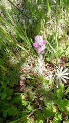 Lupinus microcarpus