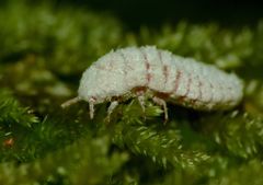 Coelostomidia zealandica