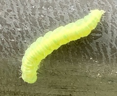 Peridea basitriens