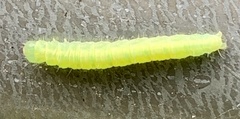 Peridea basitriens