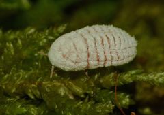Coelostomidia zealandica