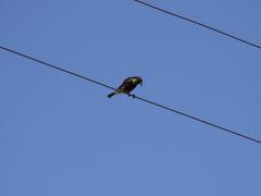 Cinnyris fuscus fuscus