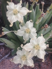 Ferraria macrochlamys