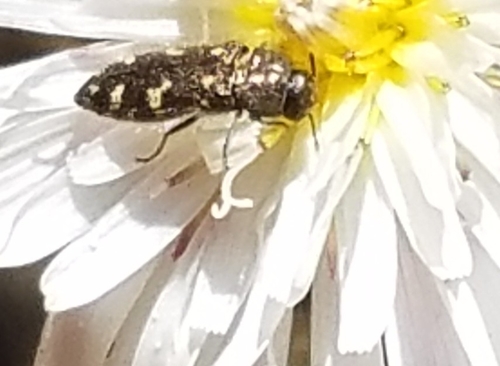 photo of (Acmaeodera connexa)