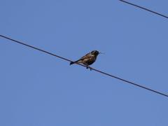 Cinnyris fuscus fuscus