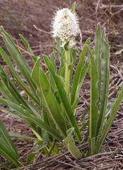 Echiostachys spicatus