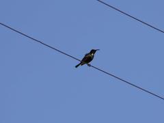 Cinnyris fuscus fuscus