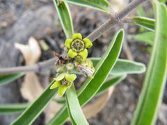 Raphionacme velutina