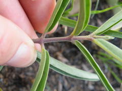 Raphionacme velutina
