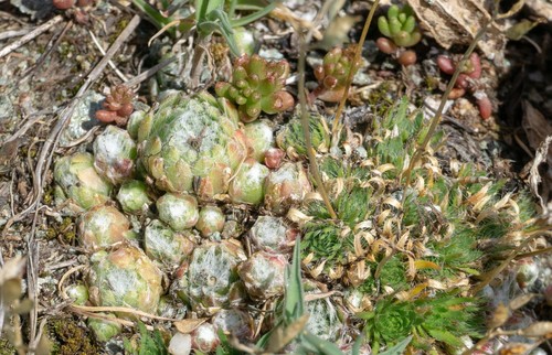 Sempervivum arachnoideum