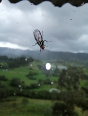 Diptera