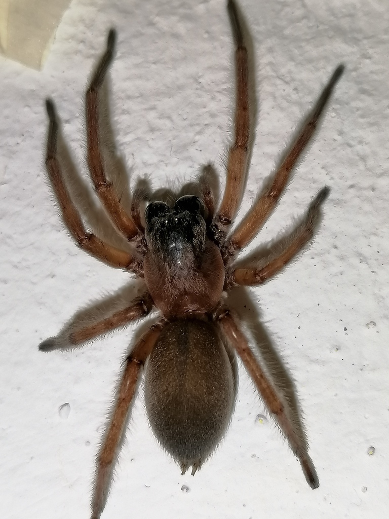 Eutichurus