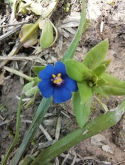 Lysimachia arvensis caerulea
