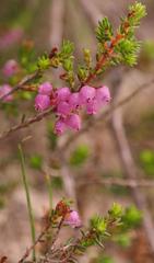Erica trichostigma