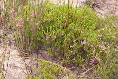 Erica trichostigma
