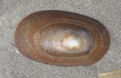 Cymbula compressa