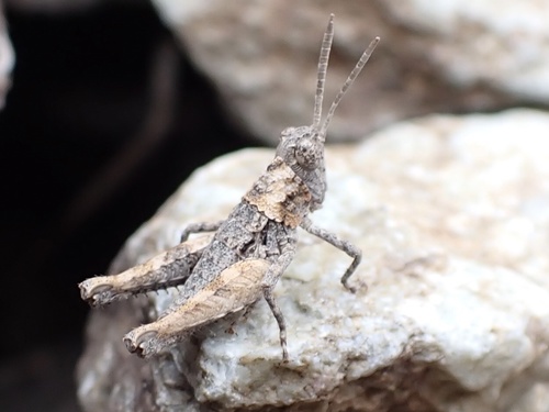Cumainocloidus cordillerae