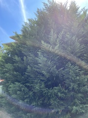 Cupressus × leylandii