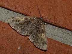 Idia calvaria