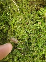 Porcellio spinicornis