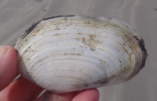 Lutraria capensis