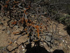 Dufourea