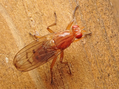 Dryomyza anilis