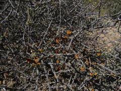 Dufourea