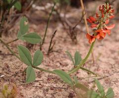 Indigofera discolor