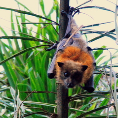 Gray-Headed Flying Fox photo 5