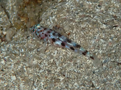 Thorogobius ephippiatus