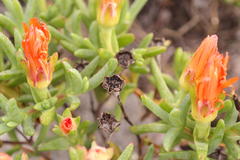 Lampranthus aureus