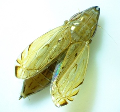 Flexamia sandersi