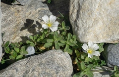 Cerastium latifolium