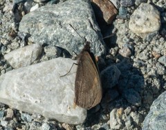 Erebia pluto