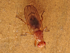 Dryomyza anilis