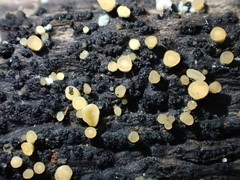 Bisporella subpallida