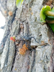 Rhyephenes