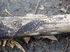 Bisporella subpallida