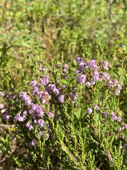 Calluna vulgaris