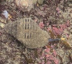 Gemophos gemmatus