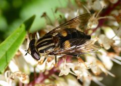 Helophilus antipodus