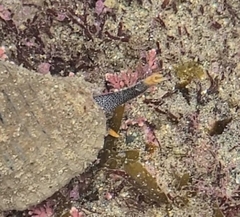 Gemophos gemmatus