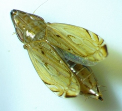 Flexamia sandersi