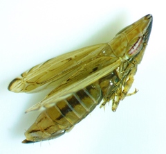 Flexamia sandersi