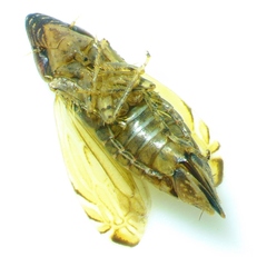 Flexamia sandersi