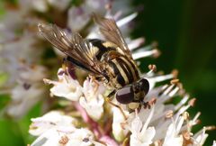 Helophilus antipodus