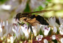 Helophilus antipodus