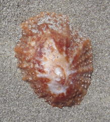 Scutellastra granularis