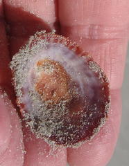 Scutellastra granularis